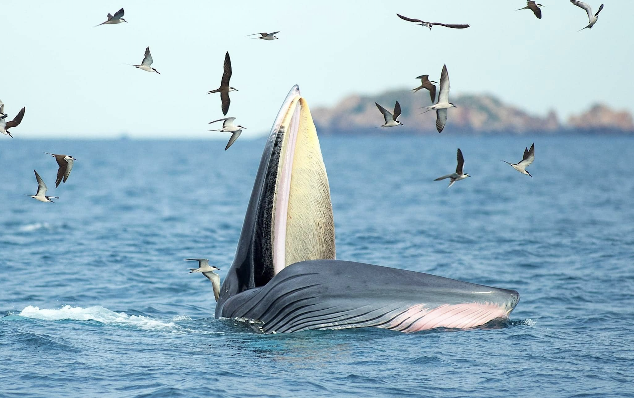 10m long whale hunts near Quy Nhon coast