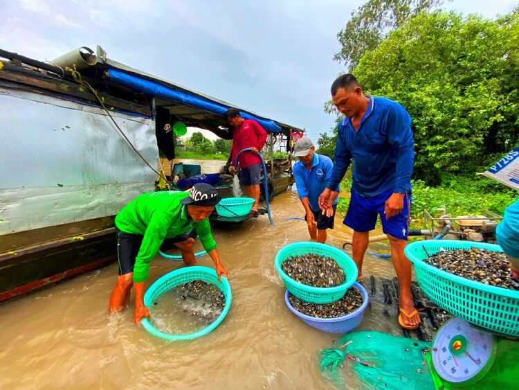 ឆានែល Mussel