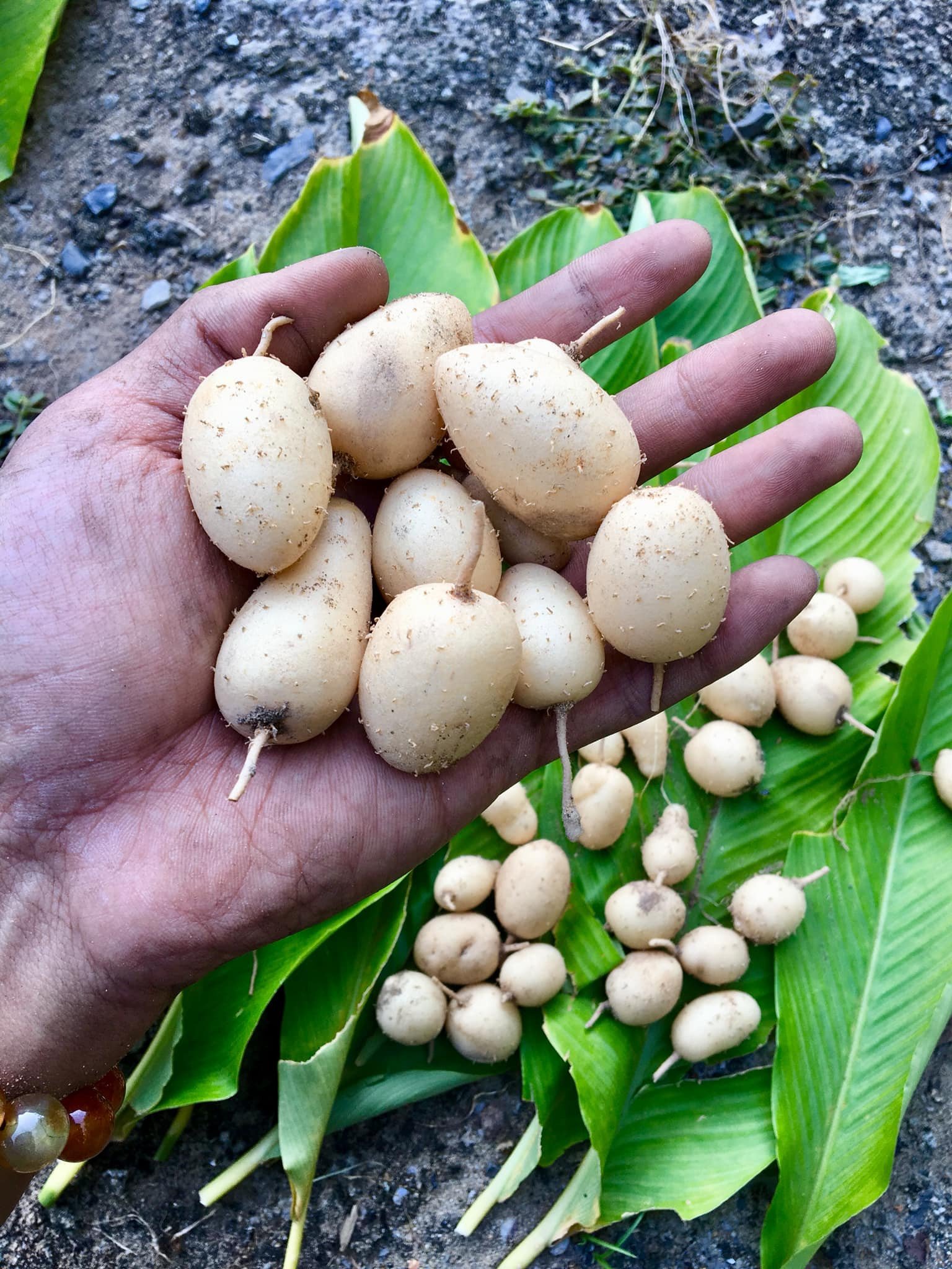 Đặc sản 'dưới lòng đất' ở Long An tên xấu nhưng ăn giòn, ngon - Ảnh 4.