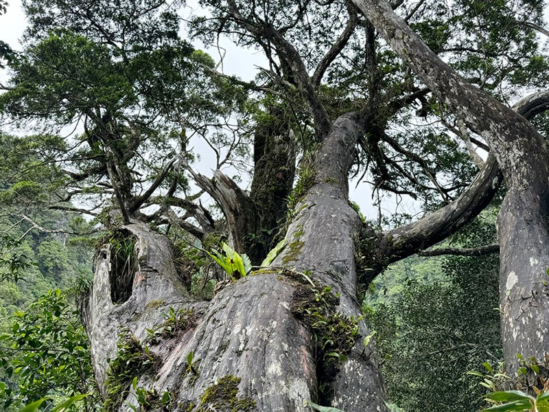 Bách xanh đá ở VQG Phong Nha-Kẻ Bàng.