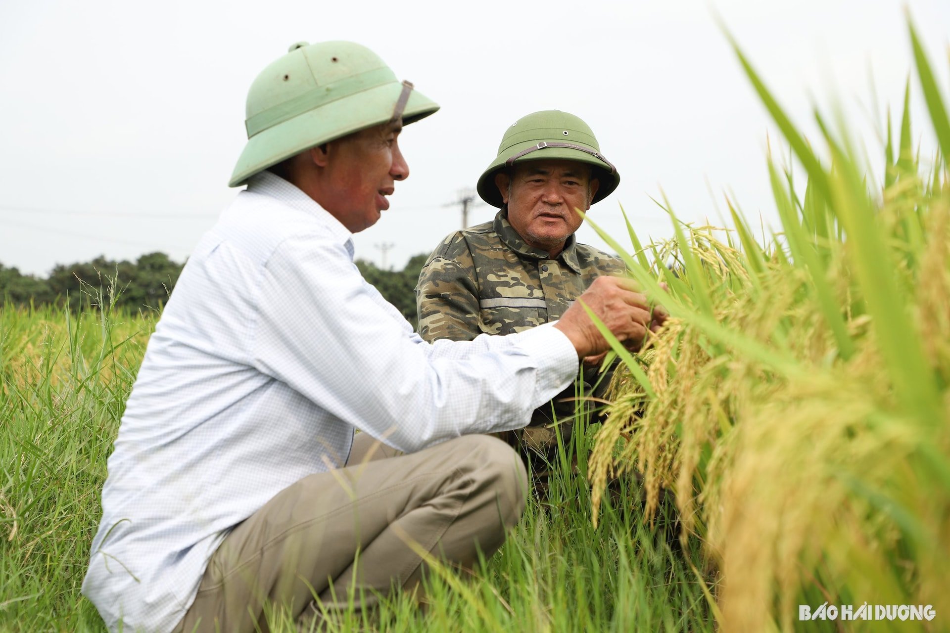 Năngsuất
