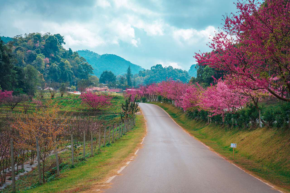 កន្លែង​មើល​ផ្កា​សាគូរី​ក្នុង​ប្រទេស​ថៃ – សម្រស់​ដ៏​ទន់ភ្លន់​នៃ​រដូវ​ផ្ការីក​ក្នុង​ទឹកដី​នៃ​ប្រាសាទ​មាស