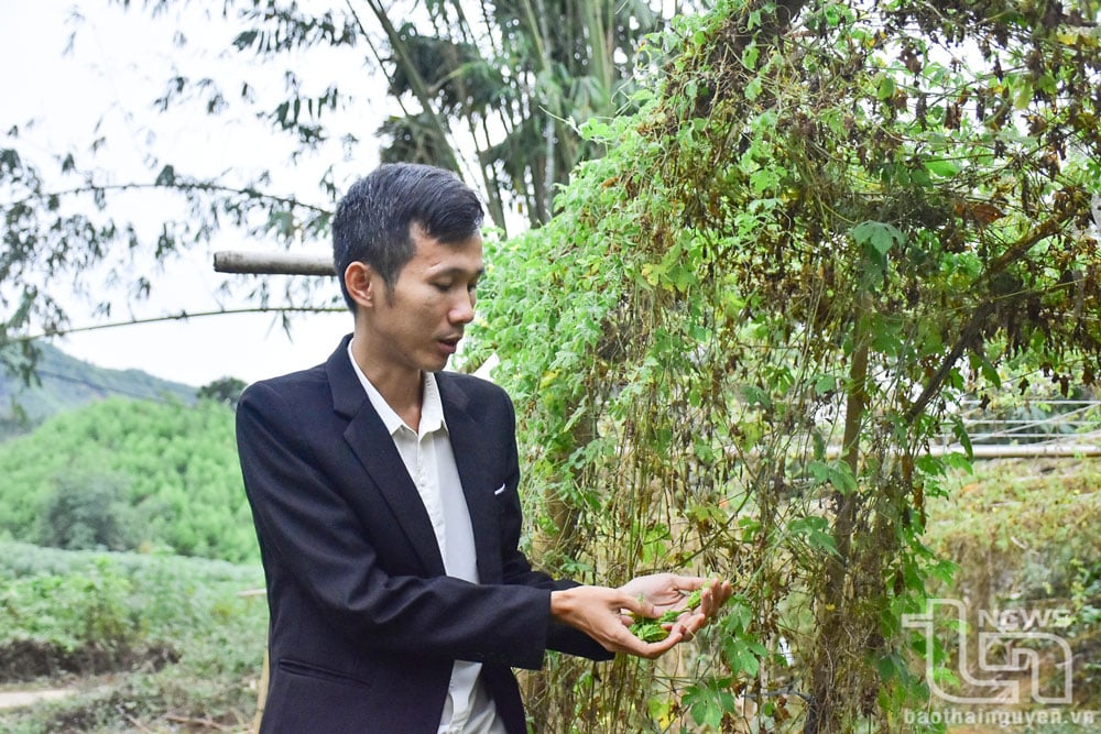 Anh Nguyễn Quốc Hoàng, Giám đốc Hợp tác xã Nông nghiệp Tiên Phong, xã Yên Trạch (Phú Lương) đã liên kết xây dựng vùng nguyên liệu dược liệu rộng hơn 7ha, tạo ra 15 dòng sản phẩm khác nhau.