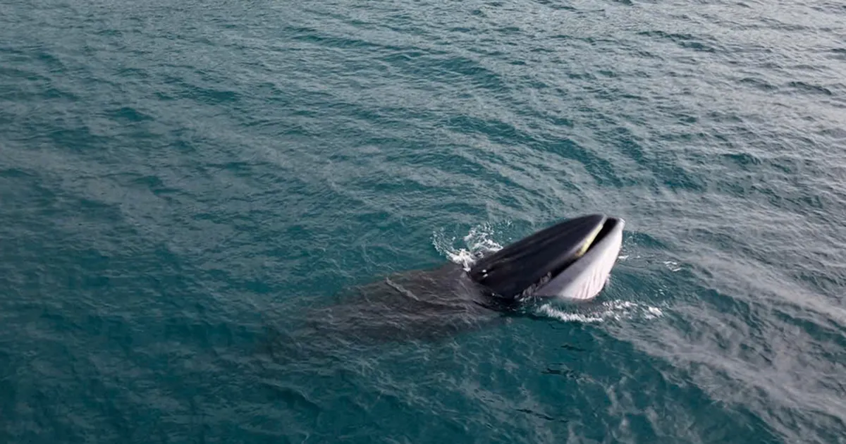 Binh Dinh: Whale weighing over 10 tons appeared near Hon Kho Lon island