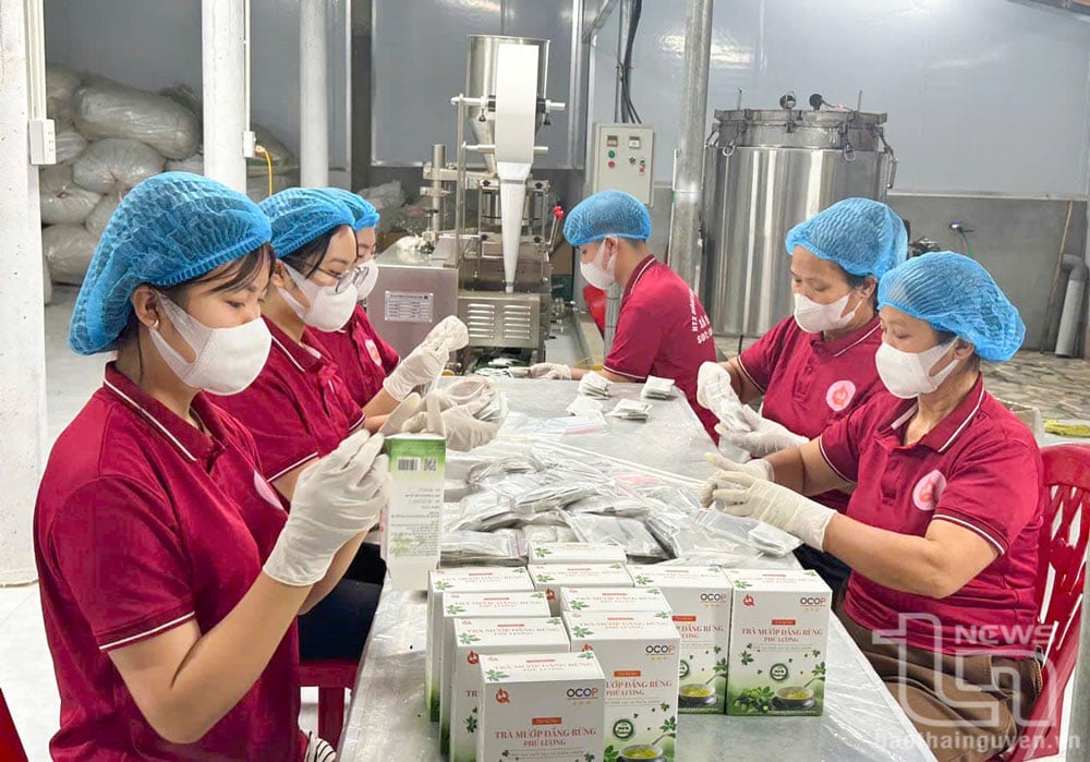 Khu chế biến các sản phẩm từ dược liệu của Hợp tác xã nông nghiệp Tiên Phong, ở xã Yên Trạch (Phú Lương), do anh Nguyễn Quốc Hoàng làm Giám đốc.