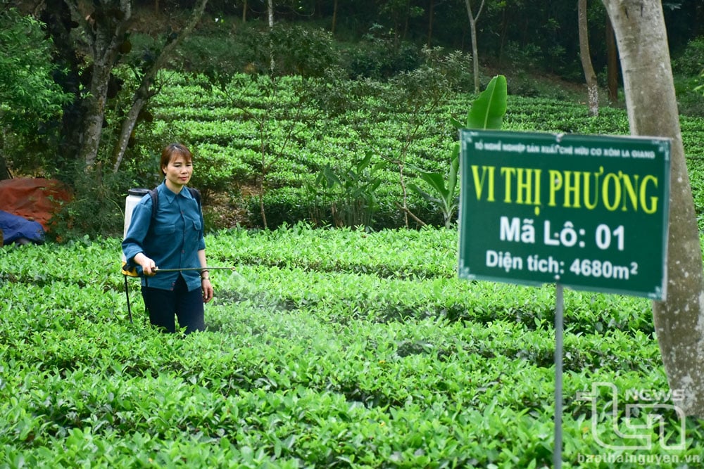Chị Vi Thị Phương, xã Quang Sơn (Đồng Hỷ) là một trong những tấm gương sản xuất kinh doanh giỏi. Trong ảnh: Chị Phương phun chế phẩm sinh học cho diện tích chè canh tác hữu cơ.