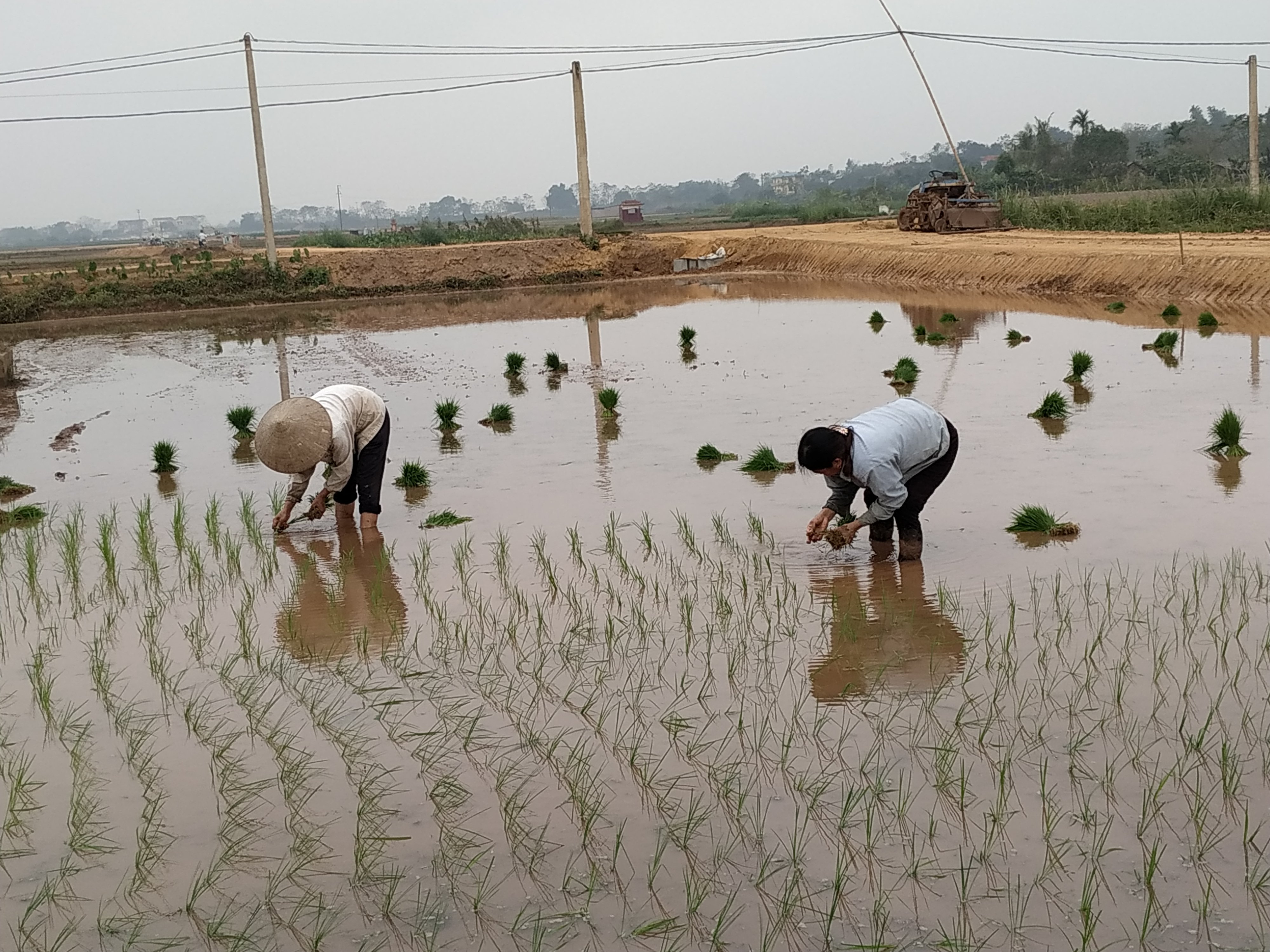Toàn tỉnh đã gieo cấy được gần 5.000ha lúa Mùa
