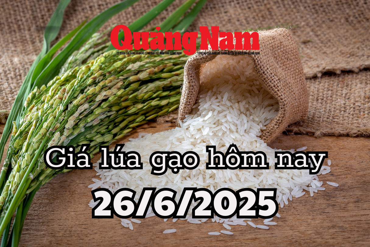 Precio del arroz hoy 26/06/2025 El precio de exportación de Vietnam perdió 3 USD toneladas, Tailandia hizo sonar la alarma