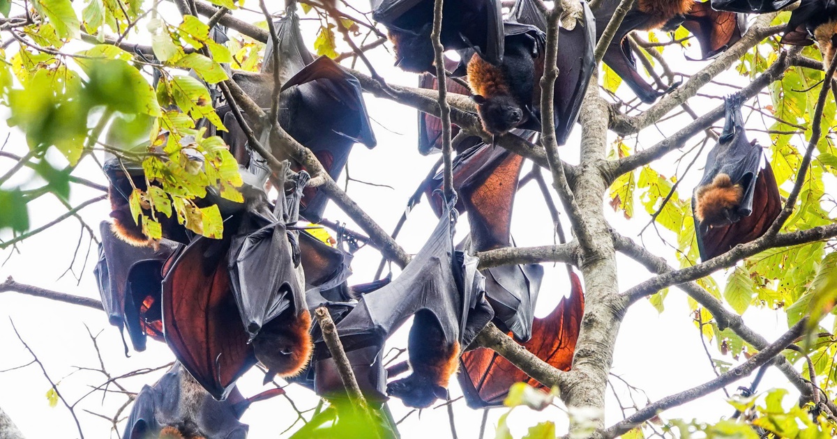 Unique pagodas in the West: Home to nearly 50 years of crow bats