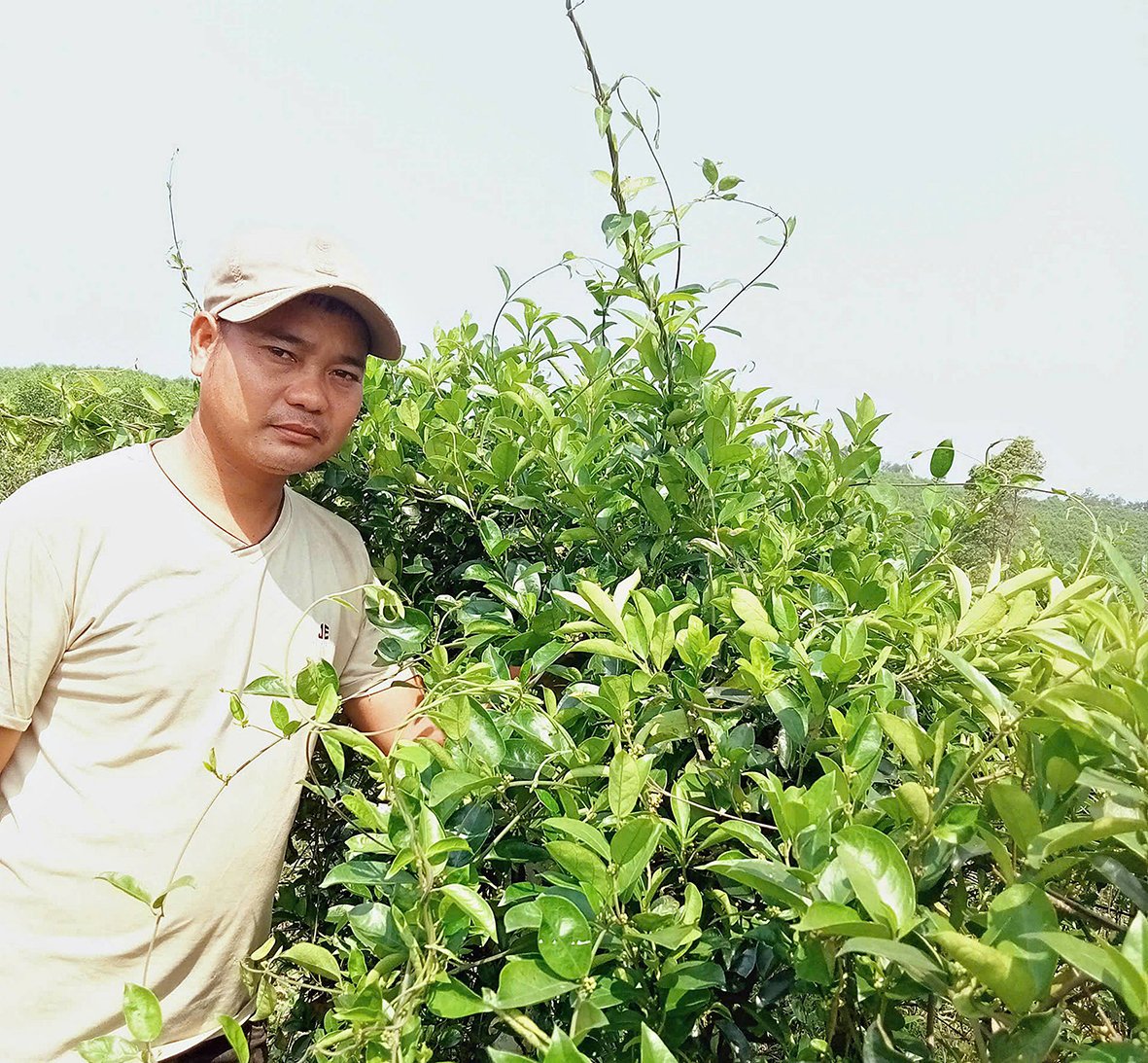 แนวโน้มการเติบโตของโมเดล Gymnema Sylvestre