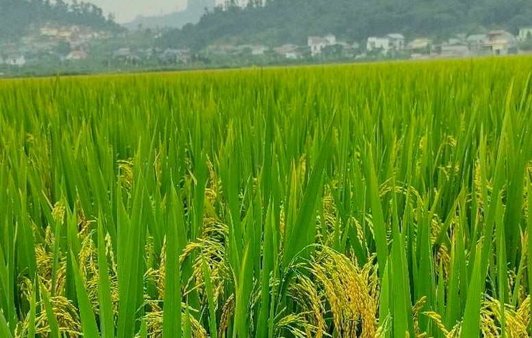 Xây dựng đề án tổng thể cho trồng trọt giảm phát thải- Ảnh 1.
