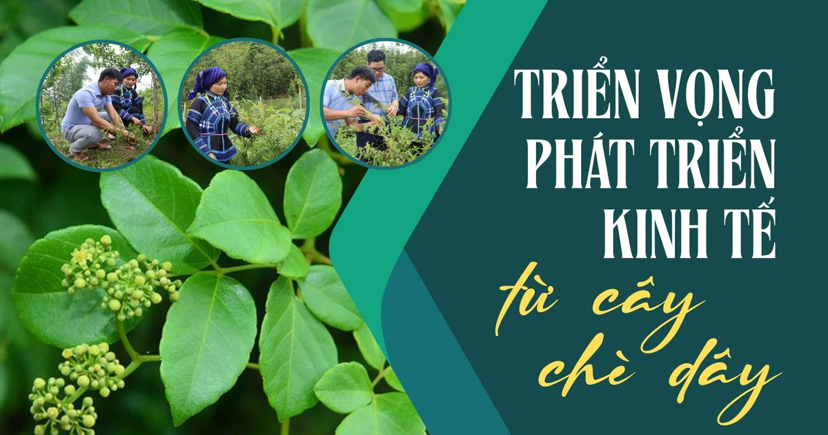 Triển vọng phát triển kinh tế từ cây chè dây