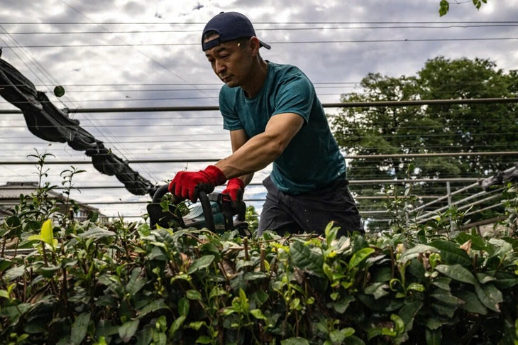 Cơn sốt matcha toàn cầu vét sạch trà xanh Nhật Bản - Ảnh 3.