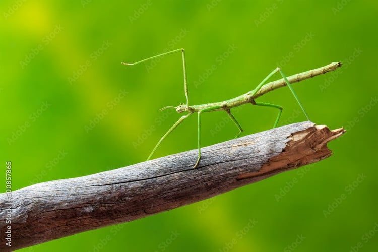 6. Trứng của chúng giống hạt thực vật. Trứng bọ que nhỏ, cứng và có hình dạng giống hạt thực vật, giúp ngụy trang trong môi trường rừng và tránh bị động vật ăn trứng phát hiện. Ảnh: Adobe Stock.