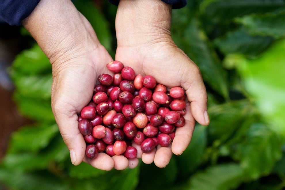 30 năm Nestlé đồng hành cùng người Việt trên hành trình phát triển bền vững - 1