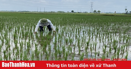 Xử lý rơm rạ bằng công nghệ vi sinh làm tăng độ phì nhiêu cho đất