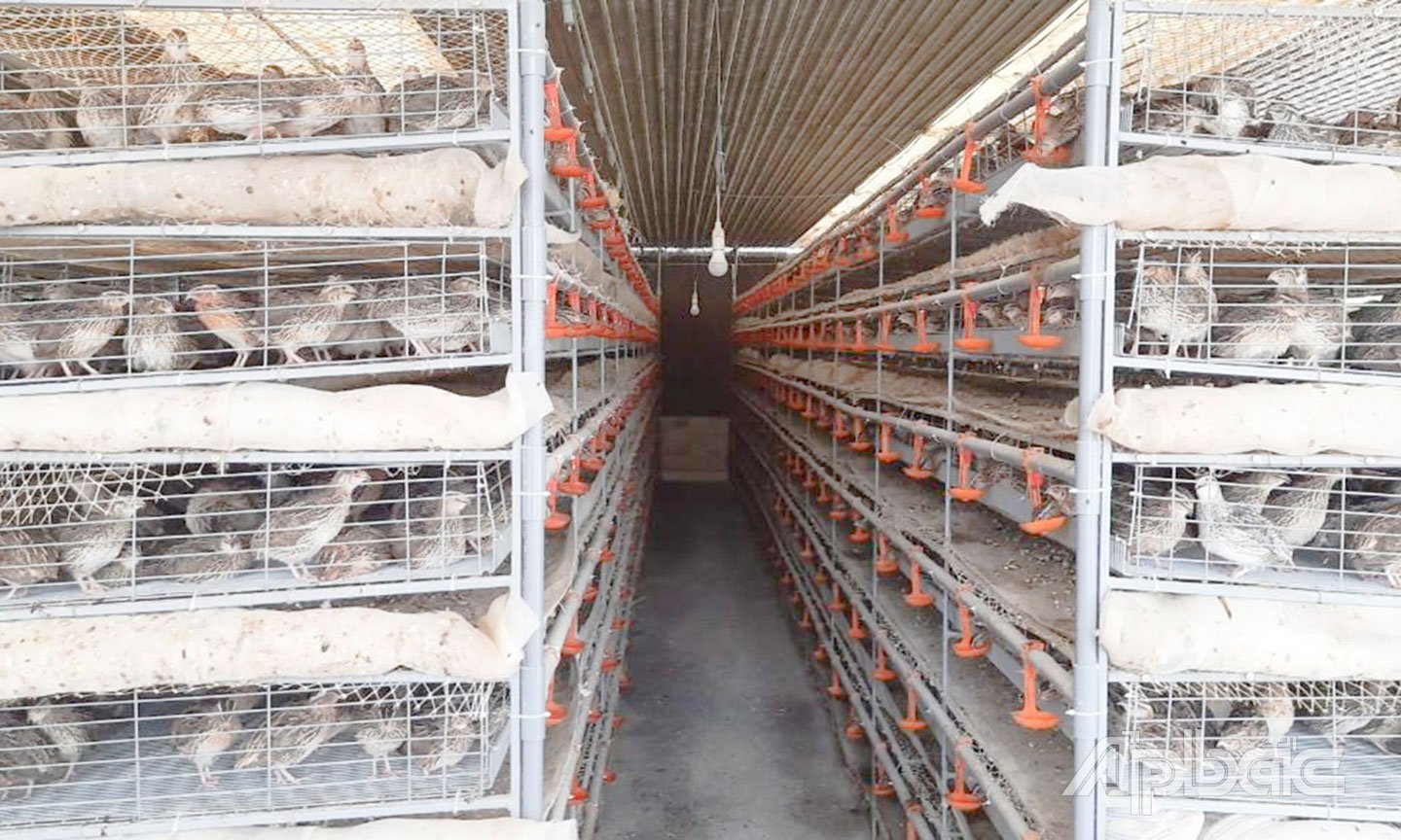 Ứng dụng khoa học công nghệ vào trang trại chăn nuôi chim cút trên địa bàn tỉnh Tiền Giang. Ảnh do Chi cục Chăn nuôi và Thú y cung cấp.