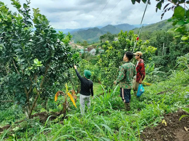 Miền núi Quảng Ngãi bừng sáng từ 'cần câu' sinh kế ảnh 4