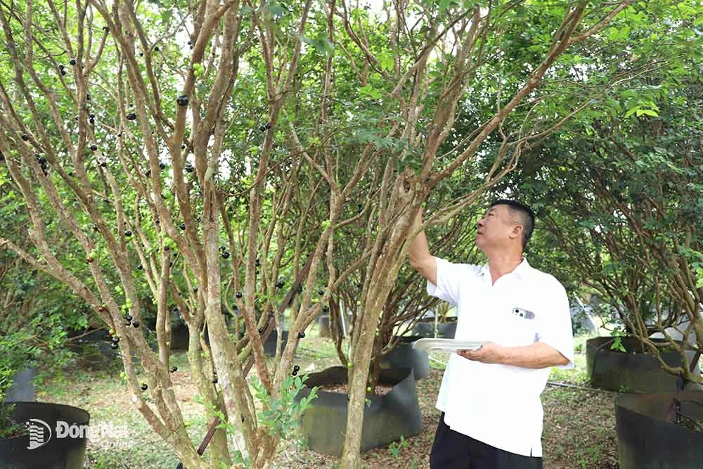 Ông Lu Sung Bật giới thiệu vườn nho thân gỗ mang lại giá trị kinh tế cao tại xã Lộc An, huyện Long Thành. Ảnh: B. Nguyên