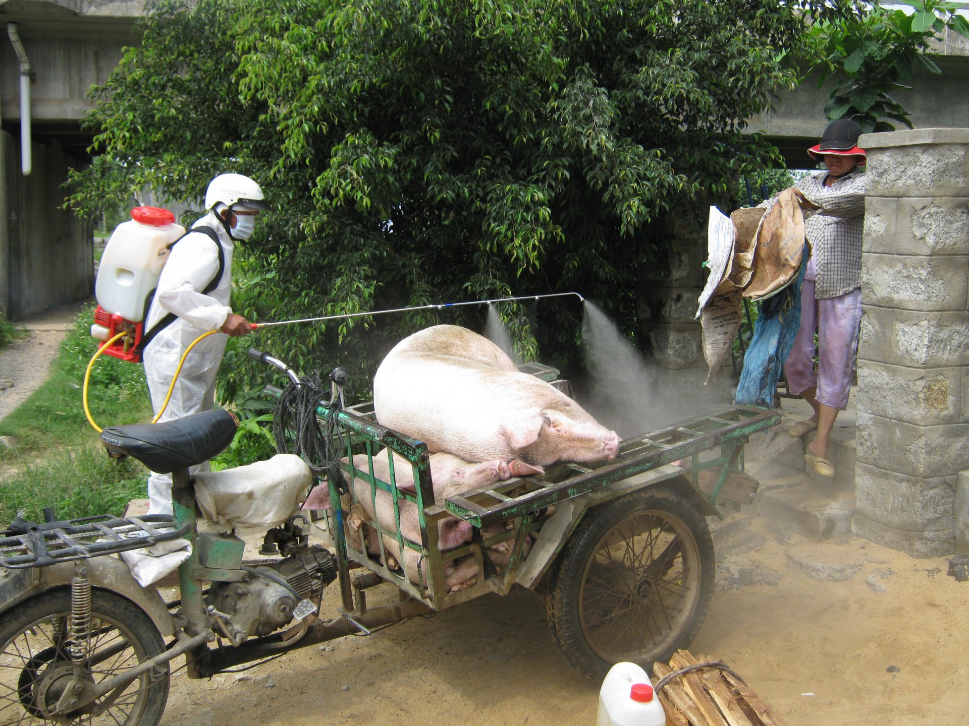  Người chăn nuôi 
sẽ được hỗ trợ 
theo chính sách 
mới khi vật nuôi 
bị tiêu hủy do 
nhiễm dịch bệnh. Ảnh: SƠN CA