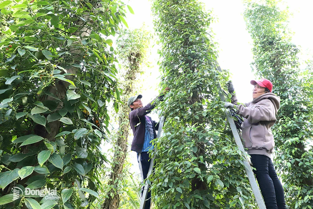 Cánh đồng lớn trồng tiêu sạch tại xã Lâm San, huyện Cẩm Mỹ cho hiệu quả kinh tế cao. Ảnh: B.Nguyên