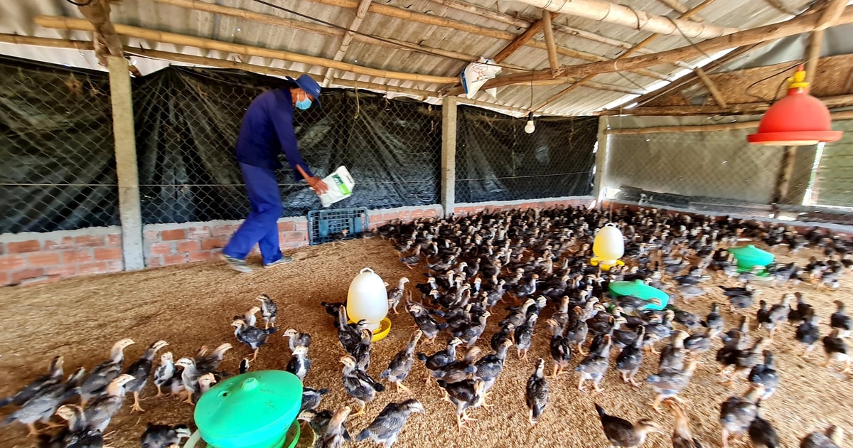 Quang Nam agricultural products and the boost from the cooperative chain