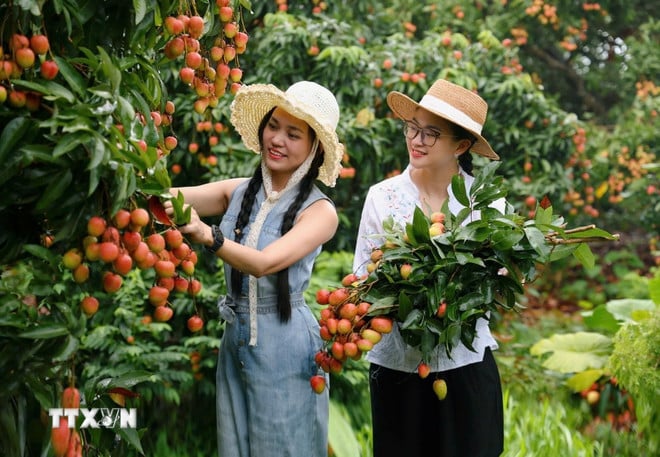 ttxvn-2606-vai-thieu-luc-ngan-bac-giang-3.jpg