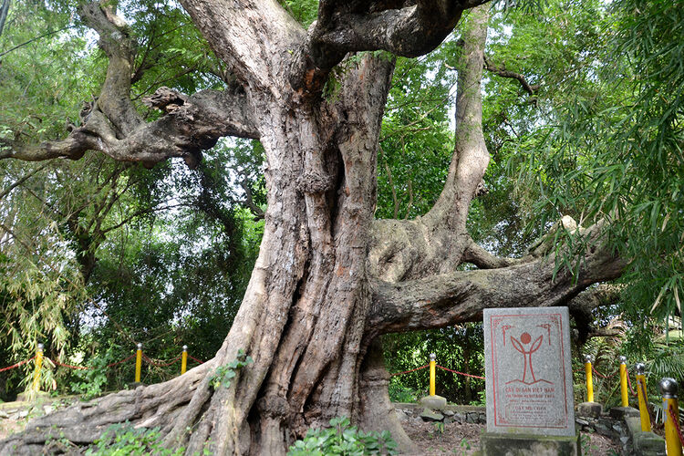 Độc đáo những Cây di sản ở An Giang