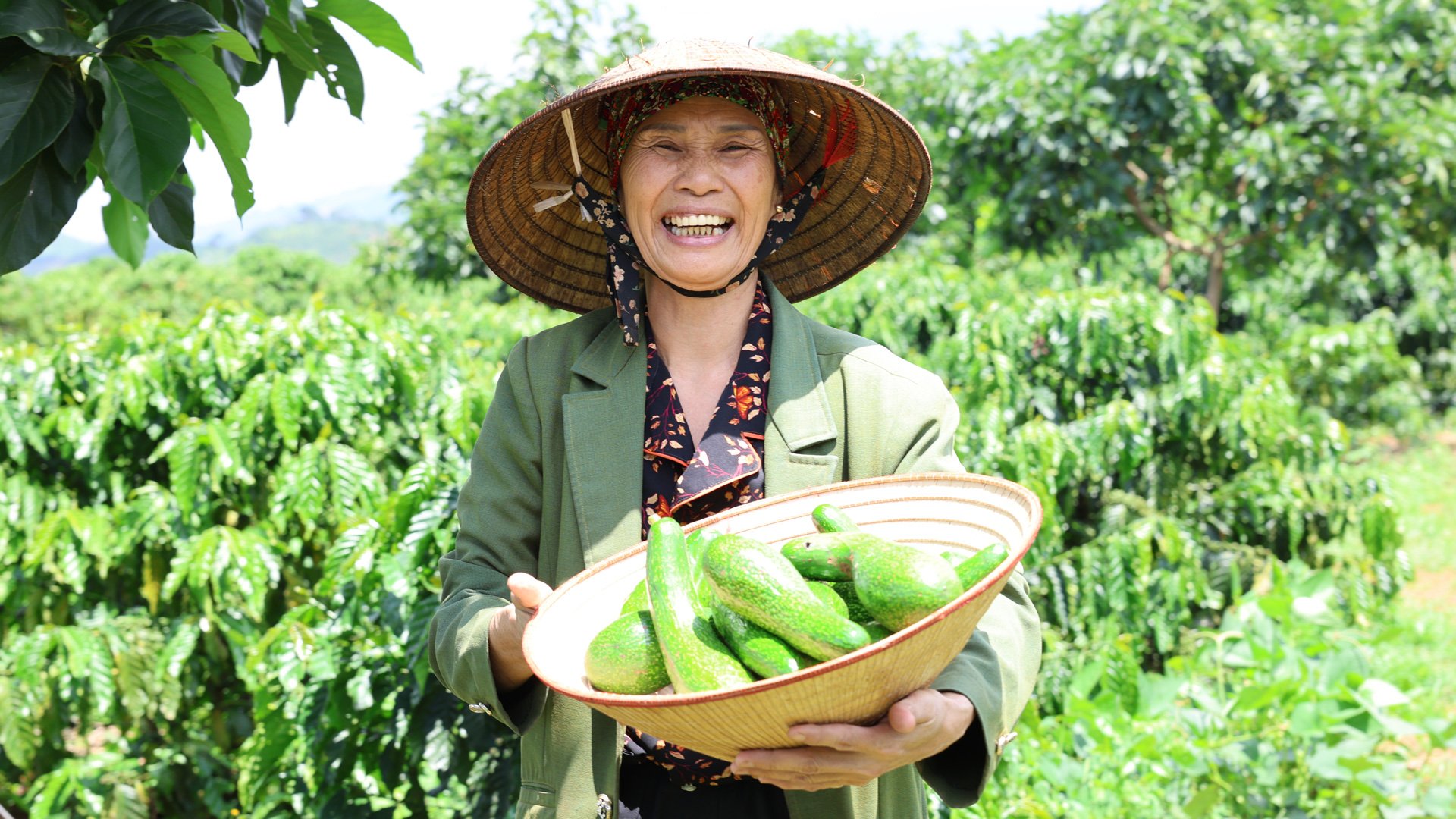 Bà Căn với những trái bơ cuối vụ trong vườn nhà