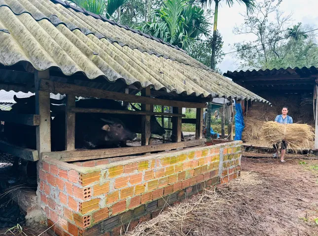 Miền núi Quảng Ngãi bừng sáng từ 'cần câu' sinh kế ảnh 2
