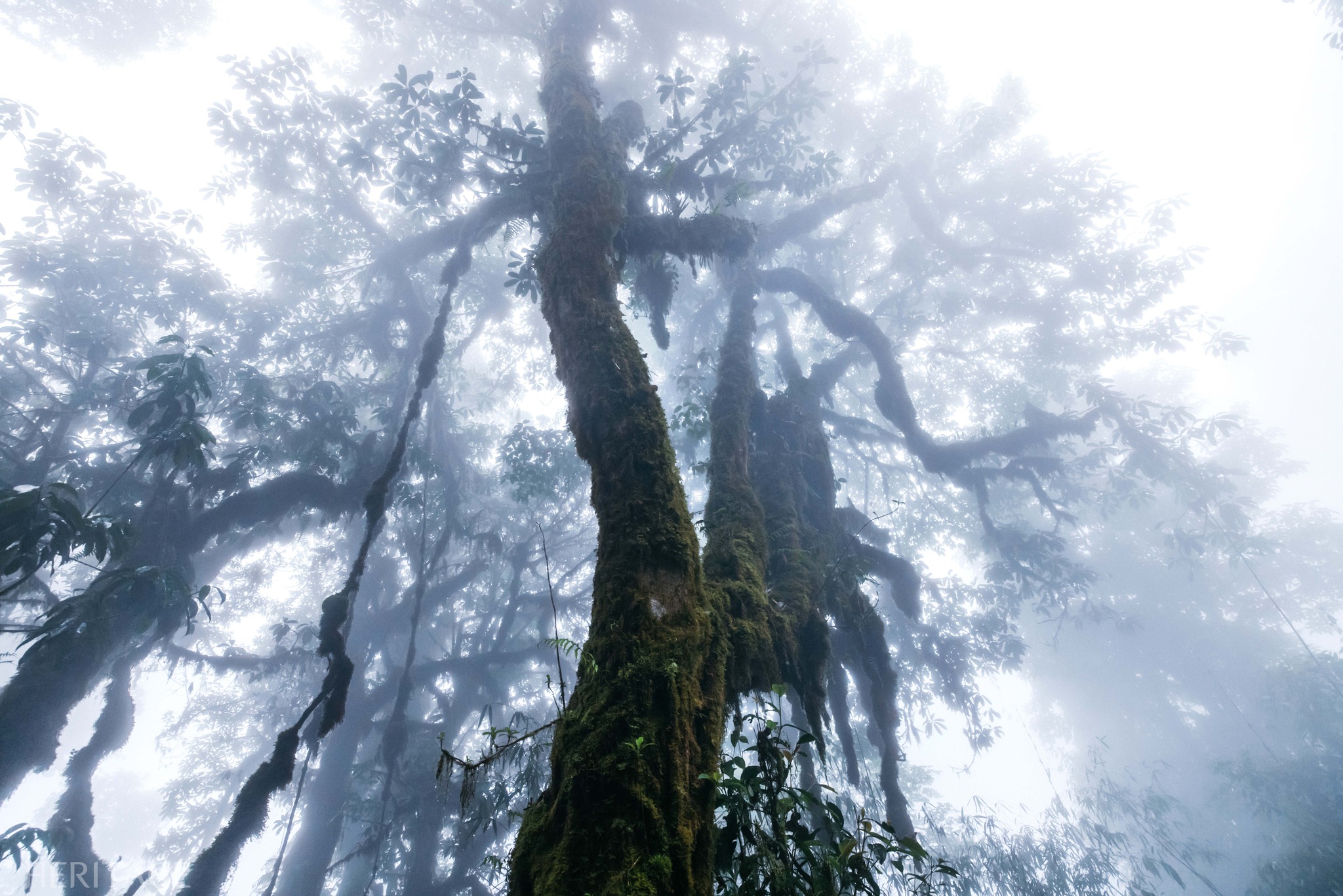 Explore the old forest on the top of Tay Con Linh