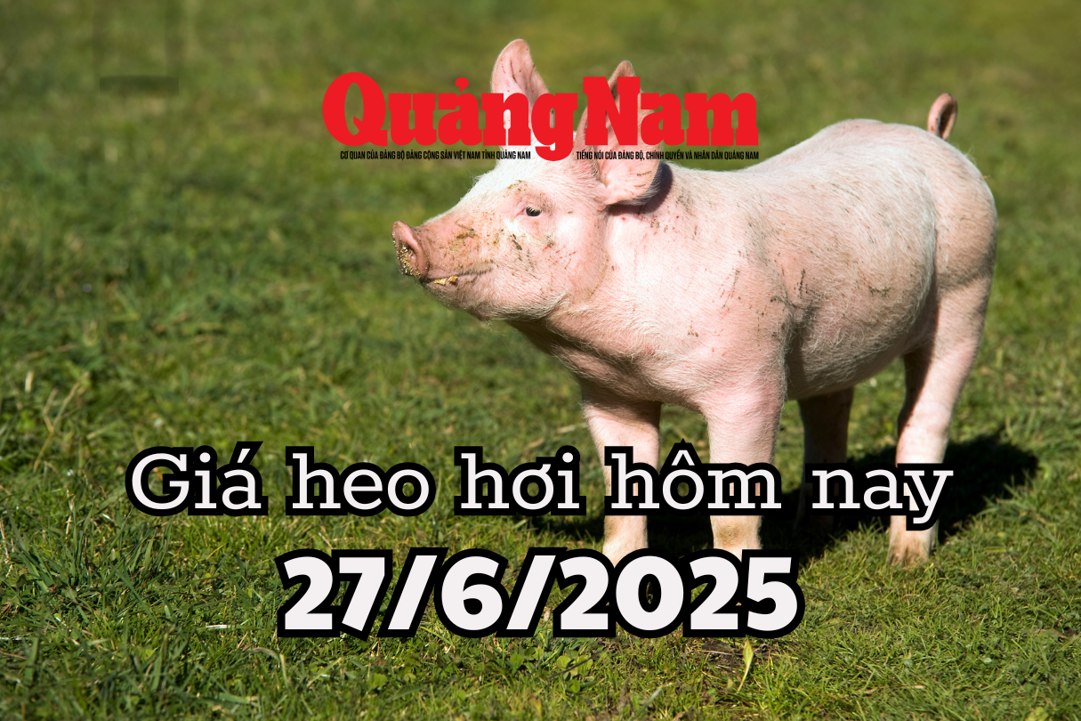 តម្លៃជ្រូកថ្ងៃនេះ ថ្ងៃទី 27 ខែមិថុនា ឆ្នាំ 2025 ភាគខាងត្បូង ឡើងដល់កំពូល 73,000 ដុង/គីឡូក្រាម