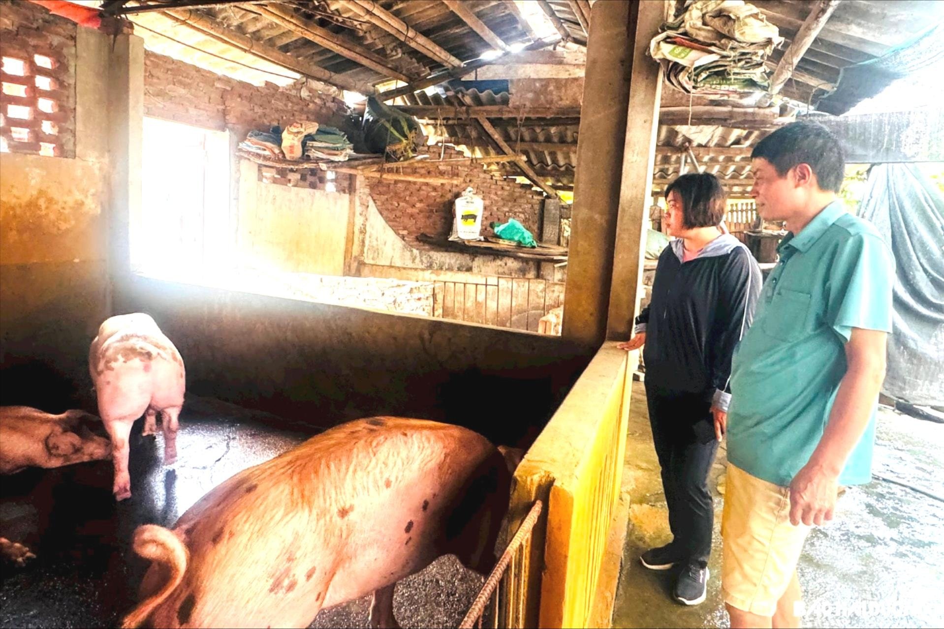 Hai Duong proactively prevents African swine fever