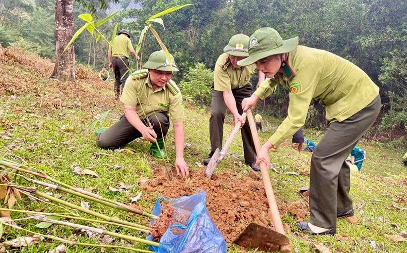 Cán bộ Kiểm lâm Lục Yên tham gia trồng rừng. Ảnh: Văn Thông