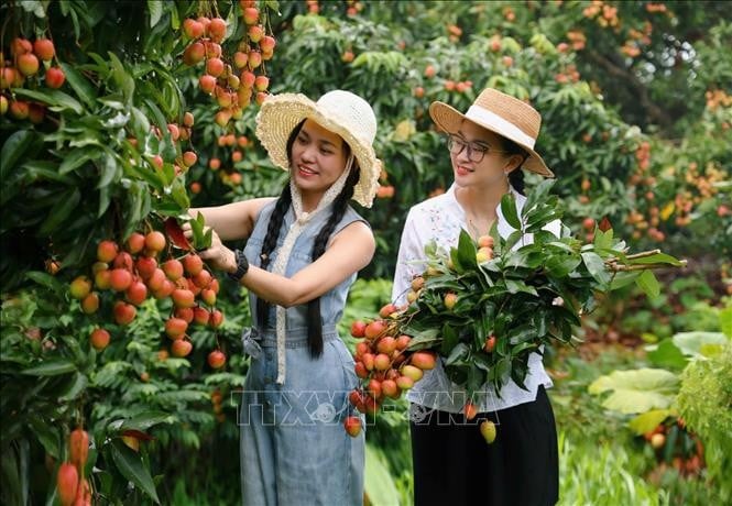 Du khách tham quan, trải nghiệm tại vườn vải.