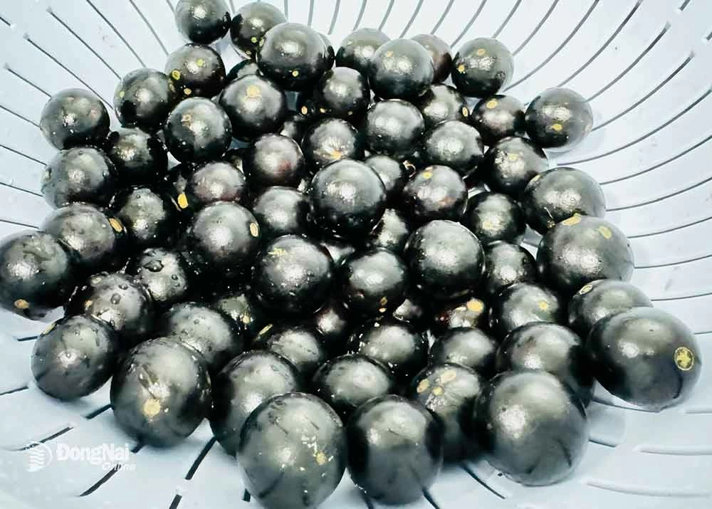 Trái nho thân gỗ chín. Ảnh: B.Nguyên