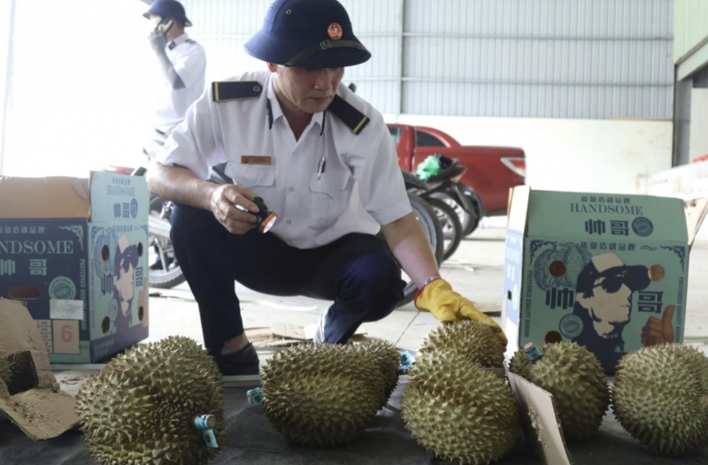 Thủ tục hải quan được xử lý nhanh chóng, đặc biệt ưu tiên cho các mặt hàng nông sản tươi như thanh long, xoài, mít, chuối, dưa hấu, sầu riêng… thông quan ngay trong ngày. (Ảnh: VOV.VN)