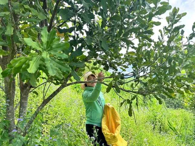 Miền núi Quảng Ngãi bừng sáng từ 'cần câu' sinh kế ảnh 3