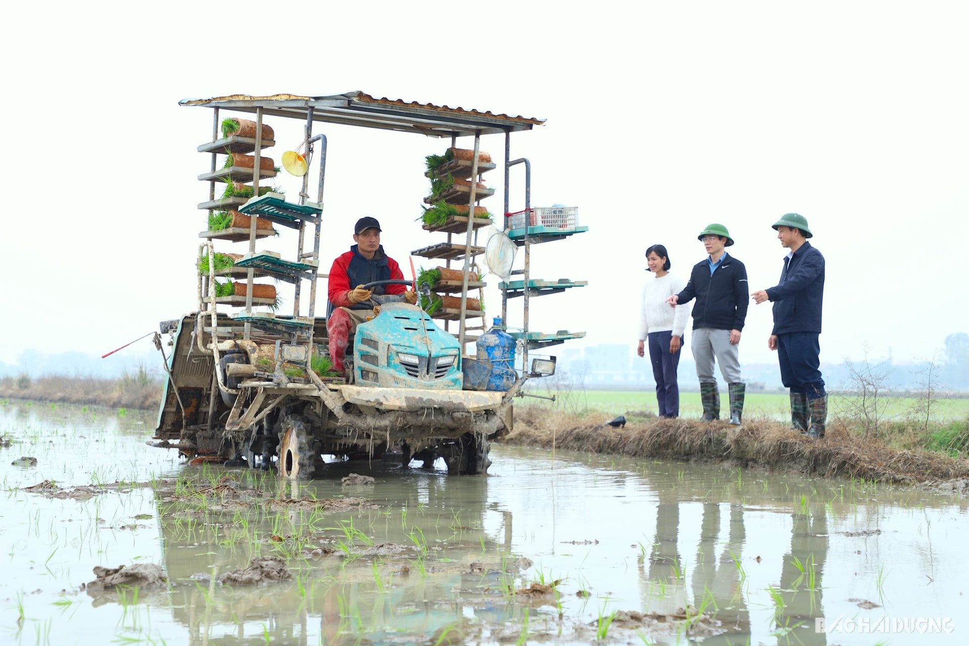 Máy cấy được nông dân nhiều nơi trong tỉnh áp dụng để đẩy nhanh thời vụ gieo cấy