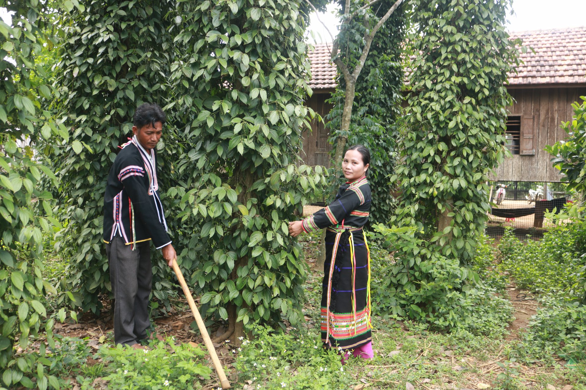 Vợ chồng chị Lê Mô Hờ Đoan ở buôn Thung, chăm sóc vườn tiêu sau nhà. Ảnh: HOÀNG HÀ THẾ