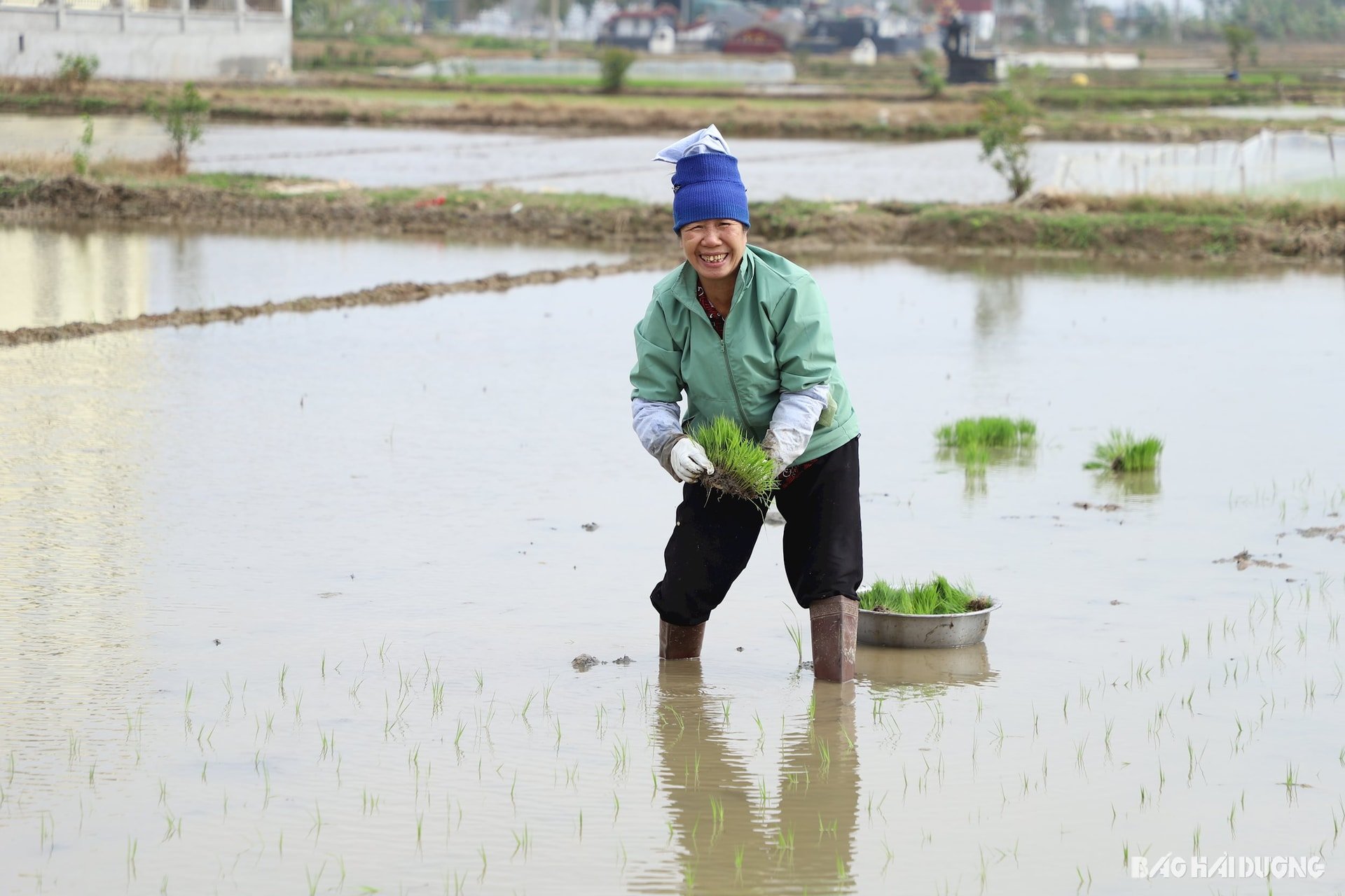 Ngày 1/2, ngay sau kỳ nghỉ Tết Nguyên đán Ất Tỵ 2025, nông dân khắp các địa phương trong tỉnh Hải Dương đồng loạt xuống đồng gieo cấy vụ lúa đông xuân 2024 - 2025. Kế hoạch của tỉnh là phấn đấu gieo cấy 53.000 ha, chủ yếu là trà xuân muộn với các giống lúa chất lượng cao, lúa lai