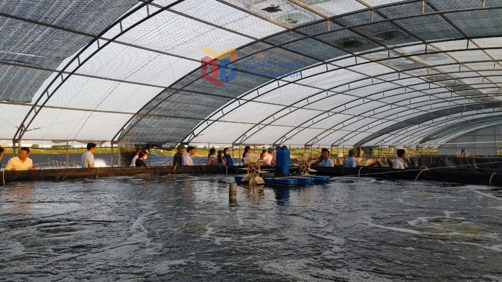 กระบวนการเลี้ยงกุ้งในโรงเรือนเพาะชำ ในเขตไห่หว่า (ม่งไก)