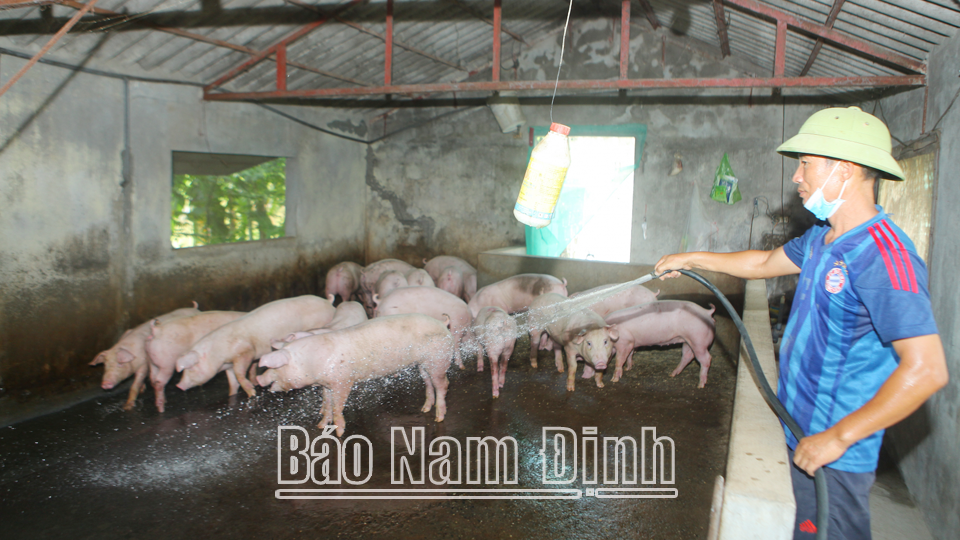 Chăn nuôi lợn theo quy trình VietGAP tại gia đình anh Đoàn Văn Thanh tại xã Hải Hưng (Hải Hậu).