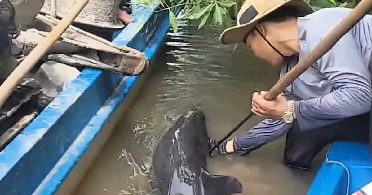 ជួយសង្គ្រោះសត្វផ្សោតដែលរងរបួសនៅទន្លេ Ganh Hao