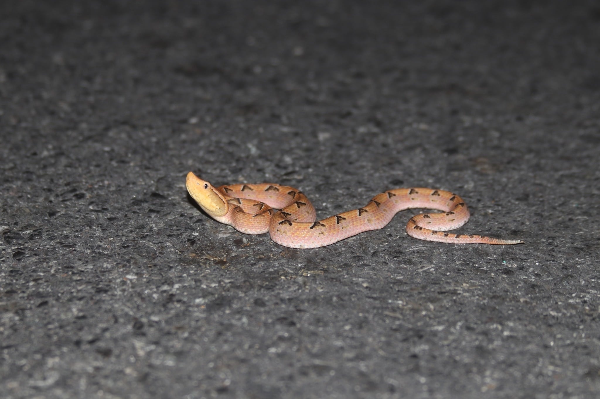 This dangerous, venomous snake species is common in southern ...