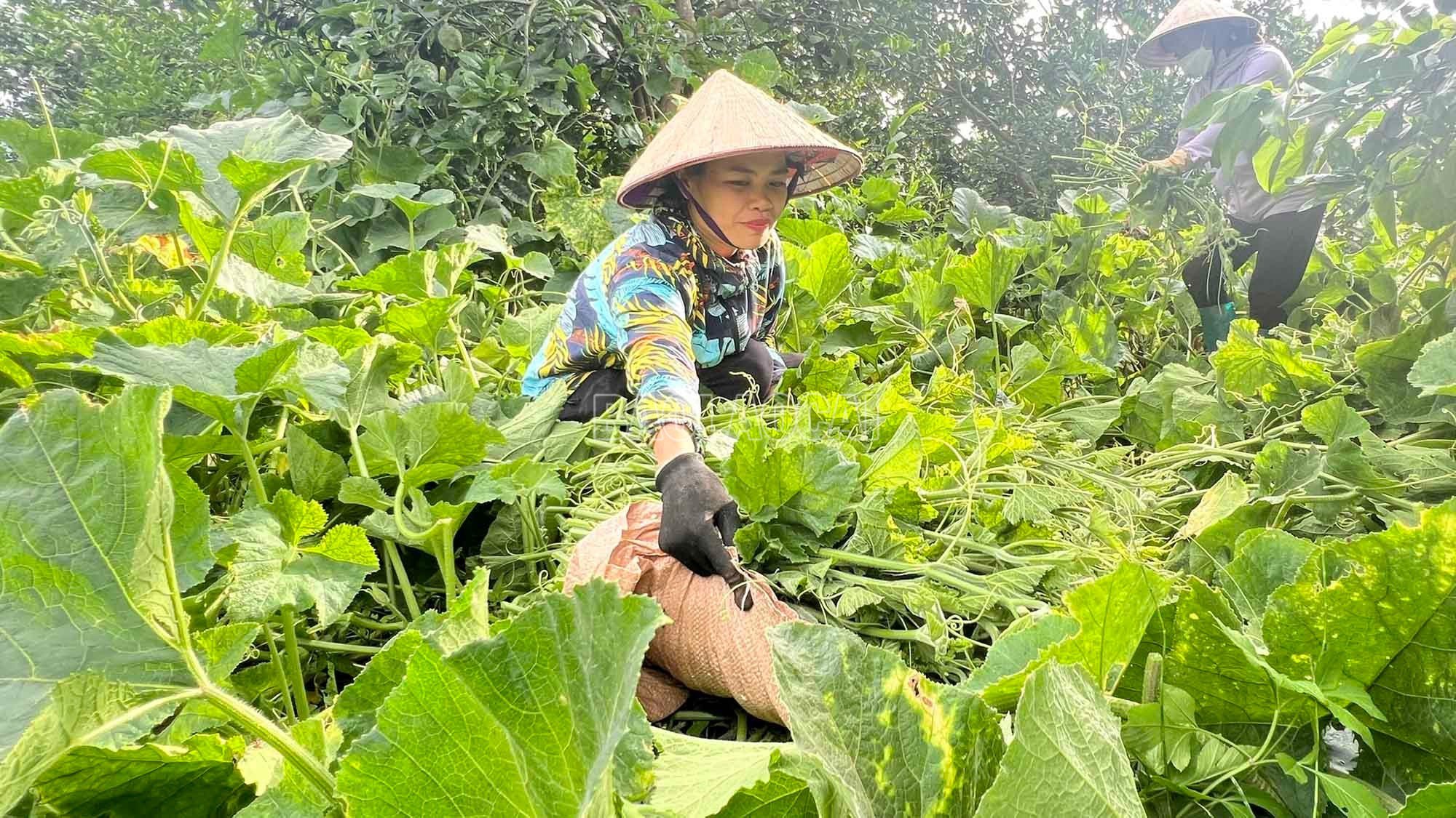 baolaocai-c_rau-bi-huu-co-cho-rau-mem-ngon-xanh-muot.jpg