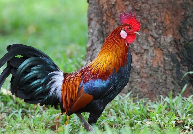 8. Được coi là biểu tượng văn hóa ở nhiều quốc gia châu Á. Gà rừng và gà nói chung mang nhiều ý nghĩa biểu tượng trong văn hóa dân gian, tôn giáo và tín ngưỡng – từ sức mạnh, dũng cảm đến sự khởi đầu và may mắn. Ảnh: Pinterest.