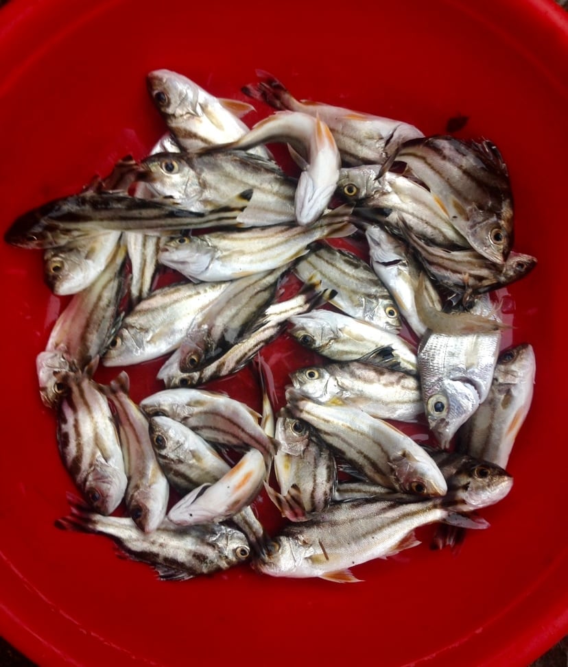 Cá kho nhạt nhưng đậm tình quê