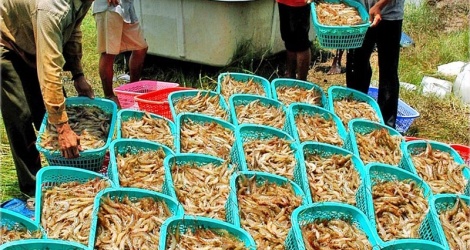 ខេត្ត Ca Mau ថ្មី​នឹង​បង្កើត​ភាព​ប្រកួត​ប្រជែង​បន្ថែម​ទៀត​សម្រាប់​រាជធានី​បង្គា​នៃ​ដីសណ្ដ​មេគង្គ។