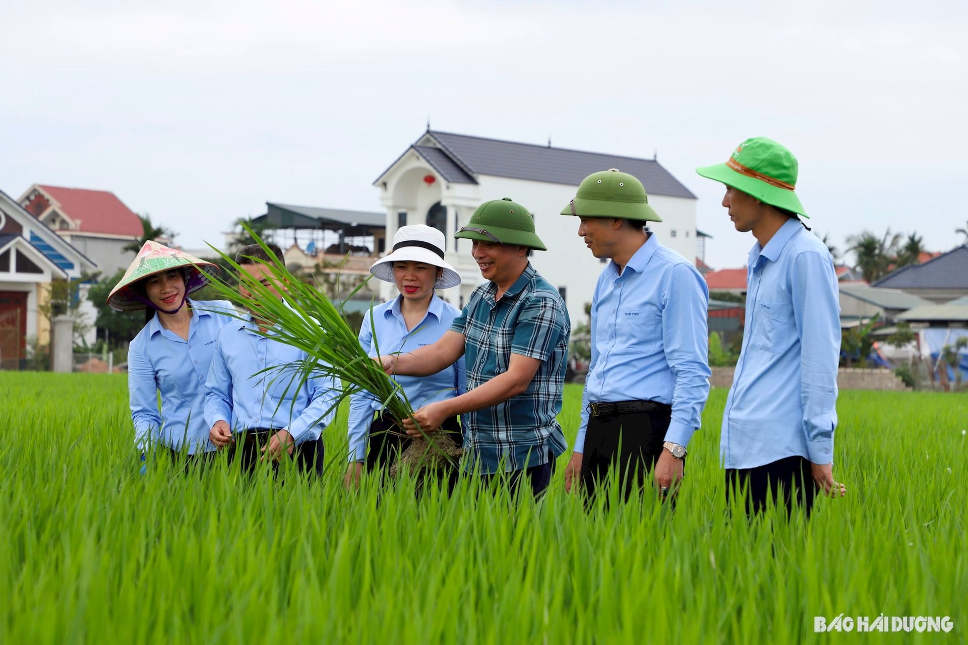 Thời tiết cơ bản thuận lợi cho các trà lúa sinh trưởng, phát triển tốt, đẻ nhánh khoẻ, trỗ bông đều. Trong ảnh: Cán bộ Chi cục Trồng trọt và Bảo vệ thực vật tỉnh cùng các kỹ sư Trung tâm Dịch vụ nông nghiệp Kinh Môn kiểm tra thăm đồng